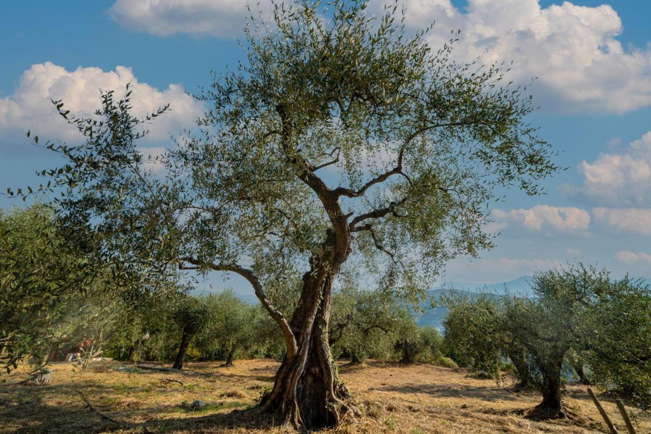 Casetta Maduneta Immersa In Un Oliveto Дольчеаккуа Екстер'єр фото